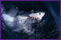 15 Animals Surprisingly More Deadly Than Sharks