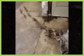 Rats Run Out From Under Homeless Person's Blanket on NYC Subway Platform
