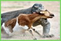 These 9 Adorable Animals Should Actually Terrify You
